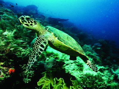 Sea Turtle by Coral Reef --- Image by © moodboard/Corbis