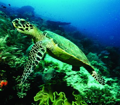 Sea Turtle by Coral Reef --- Image by © moodboard/Corbis